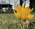Bild: Heike Unger
Endlich wird's wieder ein bisschen bunter draußen: Im Englischen Garten in Amberg blühen die Krokusse.