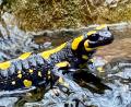 Bild: gri
Ein Feuersalamander aus dem Naabgebirge: Feucht und kühl mag es der Lurch am liebsten. Am besten auch menschenleer.