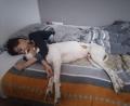 Bild: Simone Ott/exb
Nach einer Infektion mit Corona ist der neunjährige Tristan aus Waldeck an ME/CFS erkrankt. Er ist dauerhaft erschöpft, ist extrem geräusch- und lichtempfindlich. Für etwas Abwechslung sorgt Hund “Firu”.