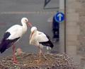 Screenshot: Storchen-Webcam Stadt Weiden
Der Weidener Storch mit der "Schwedin" im Horst am Alten Schulhaus.