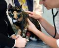 Symbolbild: Patrick Pleul/Zentralbild/dpa
160 bis 200 Euro kostet es, eine Katze zu sterilisieren, 110 bis 120 Euro die Kastration eines Katers.