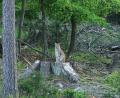 Bild: Landesamt für Umwelt/exb
Seit 2016 leben im Steinwald wieder Luchse. Die Tiere sind offensichtlich gut durch den Winter gekommen. Im Bild ein Luchs-Männchen auf einem Baumstumpf im Steinwald.