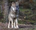 Symbolbild: Patrick Pleul/dpa-Zentralbild/dpa
Wölfe sind auch im Landkreis Schwandorf unterwegs. Zum zweiten Mal wird nun ein Wolf auf der A 93 überfahren.