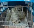 Bild: Grenzpolizeiinspektion Selb
Polizisten entdeckten zwei Hundewelpen bei einer Kontrolle.