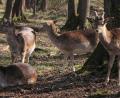 Bild: Gerhard Götz
Der Wild- und Freizeitpark Höllohe (Bild) nahe Teublitz ist ein Besuchermagnet. 500.000 Euro steckt der Landkreis Schwandorf in diesem Jahr unter anderem in rund 200 neue Parkplätze für die Besucher.