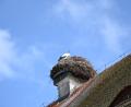 Bild: szl
Angekommen bei milden Temperaturen Ende Februar muss der Tirschenreuther Storch zwar bei Sonnenschein, aber aktuell eisigen Winden ausharren.