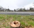 Bild: Petra Hartl
Am Hockermühlparkplatz in Amberg wurden fast alle Bäume gefällt. Das hängt mit dem Bau einer Photovoltaikanlage zusammen.