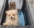 Bild: Bundespolizeiinspektion Freilassing/dpa
Zwei sichergestellte Hundewelpen sitzen in einer Transportbox.