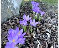 Bild: nza
Mit ihren kräftige Farben bringen die blühenden Krokusse Abwechslung in die im Frühjahr noch eher farbarme Natur.