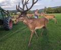 Bild: eib
Martin Biegerl beim täglichen Füttern des Rotwilds – Streicheleinheiten und Genuss der Landschaft inklusive. Eigentlich sollte das Gras auf der Weide ausreichen, doch seit der großen Trockenheit im Juni verlangen die Hirsche zusätzliche Schmankerl.
