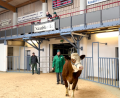 Bild: Verena Büchner/exb
Landwirte, Besamungsstationen und Vertreter des Rinderzuchtverbands bieten auf der Auktion in Schwandorf fleißig auf Kühe wie Flora und Rosi.