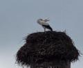 Bild: gz
Ein Storch erkundete die Gegend und der zweite machte mit einem Klapperkonzert auf sich aufmerksam.
