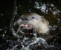 Symbolbild: Christian Charisius/dpa
Der Otter ist der Feind der Oberpfälzer Teichwirte - das erklärt Ely Eibisch bei einem Pressegespräch in Klardorf.