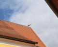 Bild: soj
Ein Storch machte einen kurzen Zwischenstopp auf dem Dach der Ebnather Pfarrkirche.