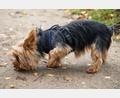 Symbolbild: Christin Klose
Ein Yorkshire Terrier ist Opfer einer Beißattacke geworden.