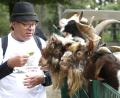 Bild: Hirsch
Musiker Helmut Haider lockt im Wildpark Höllohe mit einem Salatblatt die italienische Girgentana-Ziegen an, für die er die Patenschaft übernommen hat.