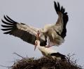 Bild: Hans Lenk/exb
Nicht nur Ausbesserungsarbeiten am Nest waren in den vergangenen Tagen zu sehen. Das Friedenfelser Storchenpaar zeigte auch Frühlingsgefühle.