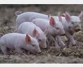 Symbolbild: Boris Roessler/dpa
Ein wohl stark verwirrter Mann hat am Montag bei einem Wohnhaus in Selb randaliert und nach "seinen Schweinchen" gesucht.