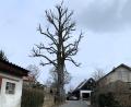 Bild: Stadt Schönsee, Nicole Rochelt/exb
Kein schöner Anblick, bis er wieder austreibt: Ein Baum „Am Graben“ nach Pflegearbeiten.