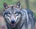 Symbolbild: Boris Roessler/dpa
Einen eindeutigen Nachweis gibt es nicht. Dennoch könnte es ein Wolf gewesen sein, der kürzlich durch Arzberg streifte.