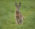 Bild: Rudolf Vornehm/exb
Die sogenannte Hasen-Apotheke aus vielen verschiedenen Wildkräutern und Gräsern ist Teil des vielfältigen Speiseplans eines Feldhasen.