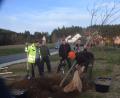 Bild: fz
Eine Edelkastanie, sieben Jahre alt und bereits fünf Meter, steht nun am Spielplatz "Ringlbrunnen".