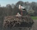 Bild: exb/Webcam Landratsamt Neustadt/WN 
Das Storchenpaar am 27. März 2024 zur Mittagszeit auf dem Dach des Schlosses in Neustadt/WN: Während ein Altstorch auf dem Gelege sitzt und brütet, wartet der andere bis er an der Reihe ist.