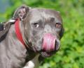 Symbolbild: Marcus Brandt/dpa
Weil ein 39-Jähriger für seinen Staffordshire Terrier beim Grenzübertritt keinen Ausweis dabei hatte, muss er nun mit einem Bußgeld rechnen.