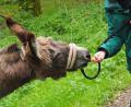 Bild: Andreas Drouve/dpa
Kleine Bestechung: Eine Karotte kann die Stimmung heben und die Tiere zum Weiterlaufen bewegen.