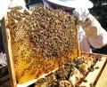 Symbolbild: Wolfgang Kumm/dpa
Eine Imkerin kontrolliert einen Rahmen eines Bienenstocks mit Bienenwaben. Die Insekten rücken immer mehr ins Visier Krimineller.
