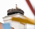Bild: Petra Hartl
Da sitzt er, der Storch. Seit Mittwoch ist der Horst auf dem Dach des Bootshauses in Amberg offenbar besetzt mit einem Storchenpaar.
