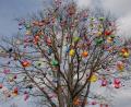Bild: pop
Der Schmidmühlener Gießkannenbaum.