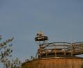 Bild: dob
Ein Storchenpaar richtet es sich auf dem Streusalzsilo im städtischen Bauhof wohnlich ein. Bereits am frühen Morgen ist das Klappern der Tiere weithin zu hören.