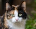 Symbolbild: Stefan Sauer/dpa
Einer Katze wurden am Wochenende in Amberg beide Hinterbeine zusammengebunden.