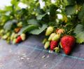 Bild: Philipp von Ditfurth/dpa/Archivbild
Reife und unreife Erdbeeren sind in einem Gewächshaus aus Folien und Gestänge.