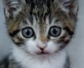 Symbolbild: Axel Heimken
Erneut fand die Polizei in Schwandorf verwahrloste Katzen in einer Wohnung.