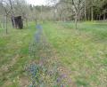 Bild: amö
Die dicht blauen Hyazinthenstreifen werden von den Rehen aus dem nahen Wald ausgedünnt.
