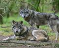 Symbolbild: Patrick Pleul/dpa
Zwei Wölfe sind im Gehege in einem Wildpark zu sehen. Gewebeproben von zwei toten Tieren, die im Landkreis Schwandorf entdeckt worden sind, sind mittlerweile analysiert.