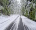 Bild: Stadt Weiden
Tief hängen die Äste in die Straße. Der Schnee war nass und schwer.