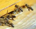 Symbolbild: Wolfgang Kumm/dpa
Honigbienen fliegen einen Bienenstock an. In einem Stand in Naabeck (Stadt Schwandorf) ist die Faulbrut festgestellt worden.