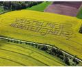 Bild: Nadine Weigel/dpa
"Willst Du mich heiraten, Jana?", steht in einem Rettichfeld bei Rauschenberg im Landkreis Marburg-Biedenkopf.