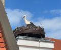 Bild: klaus.herdegen@luedecke.de
Der Storch sitzt auf dem Dach des Bootshauses in Amberg und baut an seinem Nest. Das war vor einigen Tagen. Derzeit ist nichts zu sehen und zu hören von ihm.