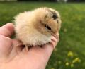 Bild: Heike Suchanek/exb
Solche und andere kleine Federknäulchen vieler unterschiedlicher Rassen gab es beim Kükenmarkt des Kleintierzuchtvereins Waldsassen zu sehen und zu kaufen.