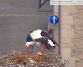 Bild: Storchen-Webcam der Stadt Weiden / exb
Grau, winzig und zuckersüß: In der Weidener Altstadt sind am Donnerstag zwei Storchenbabys geschlüpft.