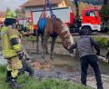 Bild: Richard Richter
Mithilfe eines speziellen Hebegeschirrs wurde das Pferd aus einem Zulaufkanal gehoben.