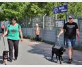 Bild: Thomas Dobler
Zu den besonders treuen Gassigängern gehört die Familie Roidl, hier mit dem Labradormischling Bucky (rechts) und der Mischlingsdame Mulan. Im Hintergrund der Zaun des Schwandorfer Tierheims.