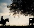 Bild: Patrick Pleul/dpa
Der Reitsport in Waldsassen steht am Scheideweg.