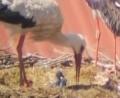 Bild: Storchenkamera Falkenberg/exb
Im Storchennest auf dem Dach des Falkenberger Pfarrheims hat sich doppelter Nachwuchs eingestellt. Die jungen Vögel sind laut Informationen des Storchenbeauftragten Joachim Zrenner am Sonntag geschlüpft.