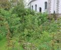Bild: prh
Wenn die Nutzungsverhältnisse an dem gemeindlichen Grundstück neben der evangelischen Kirche St. Erhard geklärt sind, kann der Obst- und Gartenbauverein Wildenau das Grundstück pachten. Darauf entstehen soll ein Mitmachgarten für alle Generationen.