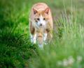 Symbolbild: Hauke-Christian Dittrich/dpa
Eine Katze wurde im Landkreis Neumarkt durch Projektile eines Luftgewehrs schwer verletzt.